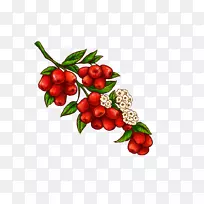 印度枣果插图.手绘卡通创作日期-空若网 印度枣果插图.手绘卡通创作日期-空若网