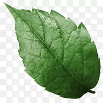 树叶纸树枝贴纸-空若网 树叶纸树枝贴纸-空若网