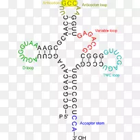 ת��RNA������dna RNA����-�����ʽ�ת��-������