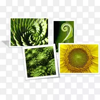 »¨Ò¬²Ë-¿ÕÈôÍø »¨Ò¬²Ë-¿ÕÈôÍø