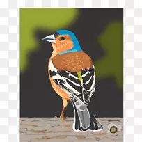 鸟类恐龙行星雀夹艺术鸟-空若网 鸟类恐龙行星雀夹艺术鸟-空若网