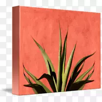 叶矩形开花植物-叶-空若网 叶矩形开花植物-叶-空若网