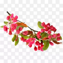 花红桃花-空若网 花红桃花-空若网