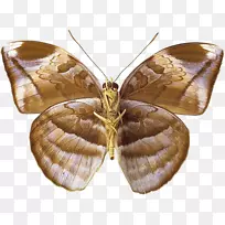 ¼Ò²Ïºûµû£¬Ë¢×Ó£¬ºûµû£¬µû¿ÆÀ¥³æ-À¥³æ-¿ÕÈôÍø ¼Ò²Ïºûµû£¬Ë¢×Ó£¬ºûµû£¬µû¿ÆÀ¥³æ-À¥³æ-¿ÕÈôÍø