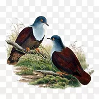 澳大利亚的鸟-空若网 澳大利亚的鸟-空若网