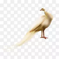 喙类动物羽毛-空若网 喙类动物羽毛-空若网