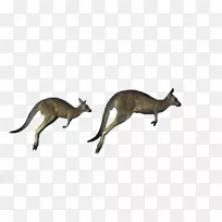 澳大利亚红色袋鼠反袋鼠东部灰袋鼠西部灰袋鼠-袋鼠奔跑-空若网 澳大利亚红色袋鼠反袋鼠东部灰袋鼠西部灰袋鼠-袋鼠奔跑-空若网