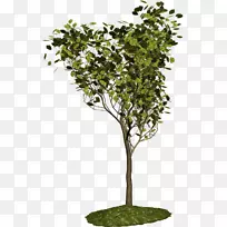 梧桐树,灌木,博客,植物-树-空若网 梧桐树,灌木,博客,植物-树-空若网