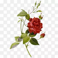 玫瑰植物插图艺术-玫瑰-空若网 玫瑰植物插图艺术-玫瑰-空若网