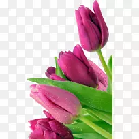 郁金香安卓成为顶级的母郁金香-空若网 郁金香安卓成为顶级的母郁金香-空若网