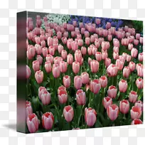 郁金香花切花花瓣粉红色郁金香-空若网 郁金香花切花花瓣粉红色郁金香-空若网