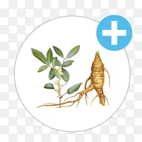 昆虫锯棕榈提取物经皮贴片乳膏授粉-昆虫-空若网 昆虫锯棕榈提取物经皮贴片乳膏授粉-昆虫-空若网