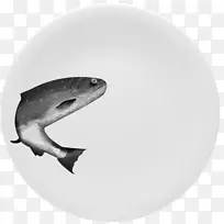 鲨鱼动物餐具-鲨鱼-空若网 鲨鱼动物餐具-鲨鱼-空若网