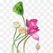 水彩画酸奶水彩:花莲花水彩画-空若网 水彩画酸奶水彩:花莲花水彩画-空若网