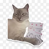 家用短毛猫鼻子猫-空若网 家用短毛猫鼻子猫-空若网