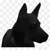 犬种雪碧,澳大利亚角须,鼻子-空若网 犬种雪碧,澳大利亚角须,鼻子-空若网