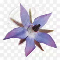 铃花-空若网 铃花-空若网