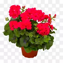 天竺葵,室内植物,血淋淋的鹤花-空若网 天竺葵,室内植物,血淋淋的鹤花-空若网