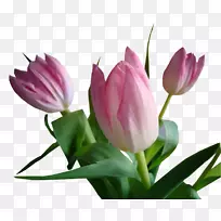郁金香花切花花瓣植物茎郁金香-空若网 郁金香花切花花瓣植物茎郁金香-空若网