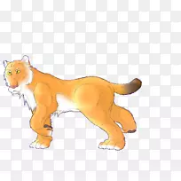 美洲狮须大猫陆生动物-猫-空若网 美洲狮须大猫陆生动物-猫-空若网