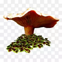 秋画真菌博客-空若网 秋画真菌博客-空若网