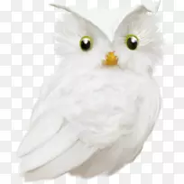 èͷӥ������ëèͷӥ-������