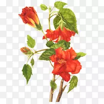 蔷薇草植物画花植物插图-花束-空若网 蔷薇草植物画花植物插图-花束-空若网