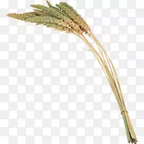 草数码影像剪贴画-空若网 草数码影像剪贴画-空若网