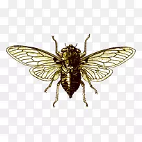 ֪����-������