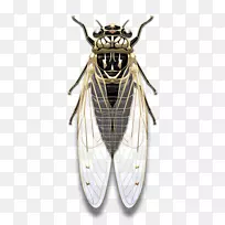 昆虫翅真虫-空若网 昆虫翅真虫-空若网