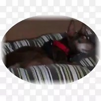 犬种鼻犬-空若网 犬种鼻犬-空若网