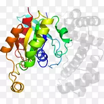 ʳ�����߼�����-��-������