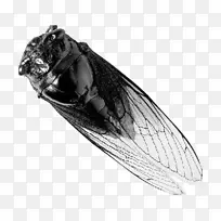 昆虫鸟蝉翅透明度和半透明-黑白洋葱皮-空若网 昆虫鸟蝉翅透明度和半透明-黑白洋葱皮-空若网