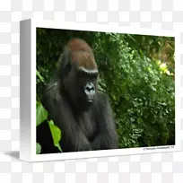 西部猩猩野生动物陆生动物猩猩-空若网 西部猩猩野生动物陆生动物猩猩-空若网