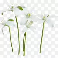 花卉白花设计剪贴画百合花-空若网 花卉白花设计剪贴画百合花-空若网