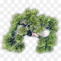 Ê÷-Ê÷-¿ÕÈôÍø Ê÷-Ê÷-¿ÕÈôÍø