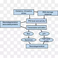 神经变性p53帕金森病氧化应激p53上调凋亡调节剂-空若网 神经变性p53帕金森病氧化应激p53上调凋亡调节剂-空若网