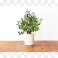 英国薰衣草灌木园-空若网 英国薰衣草灌木园-空若网