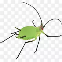 昆虫下载软件bug-图绿虫-空若网 昆虫下载软件bug-图绿虫-空若网