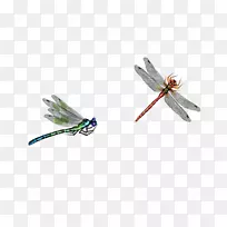 蜻蜓昆虫-蜻蜓-空若网 蜻蜓昆虫-蜻蜓-空若网