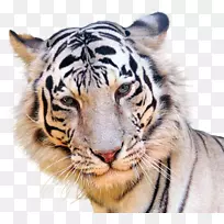 虎猫虎-空若网 虎猫虎-空若网