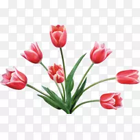 郁金香花束切花剪裁艺术郁金香-空若网 郁金香花束切花剪裁艺术郁金香-空若网