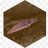 厨房花园,菊花菊,玫瑰菊-双球菌-空若网 厨房花园,菊花菊,玫瑰菊-双球菌-空若网