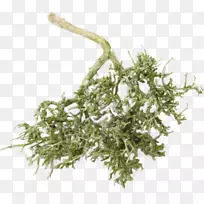 草本干树-空若网 草本干树-空若网