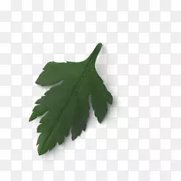 Ҷ��-Ҷ-������