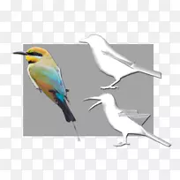 喙类动物羽毛-空若网 喙类动物羽毛-空若网