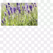 Ӣ��޹�²ݻ�ֽ�ڻ�����ӡ��-��-������