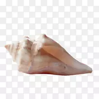 贝壳冰立方体-海滨贝壳材料自由拉-空若网 贝壳冰立方体-海滨贝壳材料自由拉-空若网