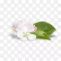 开花植物-植物-空若网 开花植物-植物-空若网