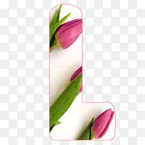 ѿֲÎï¾¥½ü¾àÀ뿪»¨Ö²Îï-deus-¿ÕÈôÍø ѿֲÎï¾¥½ü¾àÀ뿪»¨Ö²Îï-deus-¿ÕÈôÍø